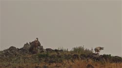 Griffon, Gyps, fulvus, Bulgaria, hide, watching, area, group, groups, ground, feeding, food, carrion, carcass, carcase, meat, flesh, rocks, stones, stone, fog, fight, Neophron, percnopterus, Egyptian, Vulture, films, film, clip, clips, video, stock, istock, collection, buy, shop, deposit, bank, bird, birds, animal, animals