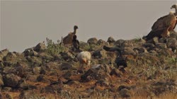 Griffon, Gyps, fulvus, Bulgaria, hide, watching, area, group, groups, ground, feeding, food, carrion, carcass, carcase, meat, flesh, rocks, stones, stone, fog, fight, Neophron, percnopterus, Egyptian, Vulture, Corvus, corax, Common, Raven, films, film, clip, clips, video, stock, istock, collection, buy, shop, deposit, bank, bird, birds, animal, animals