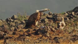 Griffon, Gyps, fulvus, Bulgaria, hide, watching, area, group, groups, ground, feeding, food, carrion, carcass, carcase, meat, flesh, rocks, stones, stone, fog, fight, Neophron, percnopterus, Egyptian, Vulture, films, film, clip, clips, video, stock, istock, collection, buy, shop, deposit, bank, bird, birds, animal, animals