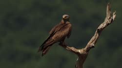 Black, Kite, Milvus, migrans, Bulgaria, watching, area, a, stick, films, film, clip, clips, video, stock, istock, collection, buy, shop, deposit, bank, bird, birds, animal, animals