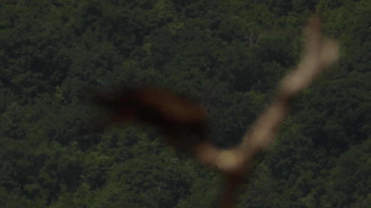 Kania, czarna, Milvus, migrans, Bugaria, czatownia, kij, filmy, film, klip, klipy, video, stock, istock, kolekcja, kup, sklep, bank, deposit, ptak, ptaki, zwierz, zwierzta