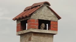 Little, Owl, Athene, noctua, Bulgaria, chimney, brick, tile, hole, openings, building, house, films, film, clip, clips, video, stock, istock, collection, buy, shop, deposit, bank, bird, birds, animal, animals