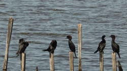 Pygmy, Cormorant, Microcarbo, pygmeus, Bulgaria, sea, water, sticks, cleaning, feathers, care, films, film, clip, clips, video, stock, istock, collection, buy, shop, deposit, bank, bird, birds, animal, animals