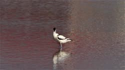 Pied, Avocet, Recurvirostra, avosetta, Bulgaria, water, river, lake, reflection, cleaning, feathers, care, films, film, clip, clips, video, stock, istock, collection, buy, shop, deposit, bank, bird, birds, animal, animals
