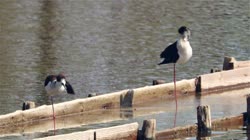 Black-winged, Himantopus, himantopus, Common, Pied, Stilt, Bulgaria, water, river, lake, cleaning, feathers, care, films, film, clip, clips, video, stock, istock, collection, buy, shop, deposit, bank, bird, birds, animal, animals