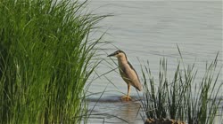 Black-crowned, Night, Heron, Nycticorax, nycticorax, Bulgaria, water, river, lake, reeds, feeding, food, stone, films, film, clip, clips, video, stock, istock, collection, buy, shop, deposit, bank, bird, birds, animal, animals