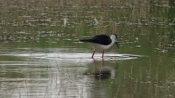 Black-winged, Himantopus, himantopus, Common, Pied, Stilt, Bulgaria, group, groups, water, river, lake, reeds, grass, feeding, food, couple, films, film, clip, clips, video, stock, istock, collection, buy, shop, deposit, bank, bird, birds, animal, animals