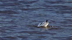 Pied, Avocet, Recurvirostra, avosetta, Bulgaria, water, river, lake, cleaning, feathers, care, films, film, clip, clips, video, stock, istock, collection, buy, shop, deposit, bank, bird, birds, animal, animals