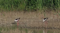 Black-winged, Himantopus, himantopus, Common, Pied, Stilt, Bulgaria, group, groups, water, river, lake, reeds, grass, feeding, food, couple, films, film, clip, clips, video, stock, istock, collection, buy, shop, deposit, bank, bird, birds, animal, animals