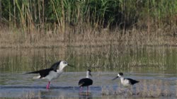 Black-winged, Himantopus, himantopus, Common, Pied, Stilt, Bulgaria, group, groups, water, river, lake, reeds, grass, fight, films, film, clip, clips, video, stock, istock, collection, buy, shop, deposit, bank, bird, birds, animal, animals