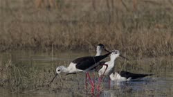 Black-winged, Himantopus, himantopus, Common, Pied, Stilt, Bulgaria, group, groups, water, river, lake, reeds, grass, fight, films, film, clip, clips, video, stock, istock, collection, buy, shop, deposit, bank, bird, birds, animal, animals