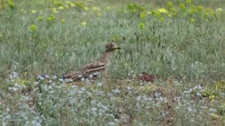 Stone, Curlew, Burhinus, oedicnemus, Thick-knee, Eurasian, Stone-curlew, Bulgaria, meadow, grass, films, film, clip, clips, video, stock, istock, collection, buy, shop, deposit, bank, bird, birds, animal, animals