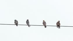 Falco, vespertinus, Western, Red-footed, Falcon, Bulgaria, cables, power, line, films, film, clip, clips, video, stock, istock, collection, buy, shop, deposit, bank, bird, birds, animal, animals