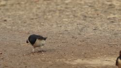 Common, House, Martin, Delichon, urbica, Bulgaria, puddle, sand, nest, material, films, film, clip, clips, video, stock, istock, collection, buy, shop, deposit, bank, bird, birds, animal, animals
