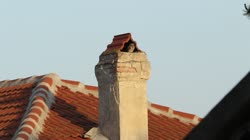 Little, Owl, Athene, noctua, Bulgaria, chimney, brick, tile, hole, openings, building, house, films, film, clip, clips, video, stock, istock, collection, buy, shop, deposit, bank, bird, birds, animal, animals