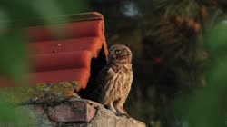 Little, Owl, Athene, noctua, Bulgaria, chimney, brick, tile, hole, openings, building, house, cornice, greenery, forest, trees, films, film, clip, clips, video, stock, istock, collection, buy, shop, deposit, bank, bird, birds, animal, animals