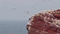 Northern, Gannet, Morus, bassanus, Helgoland, group, groups, breeding, colony, nest, courtship, display, cliff, shore, fjord, films, film, clip, clips, video, stock, istock, collection, buy, shop, deposit, bank, bird, birds, animal, animals