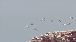 Northern, Gannet, Morus, bassanus, Helgoland, group, groups, breeding, colony, nest, courtship, display, cliff, shore, fjord, films, film, clip, clips, video, stock, istock, collection, buy, shop, deposit, bank, bird, birds, animal, animals