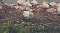 Northern, Gannet, Morus, bassanus, Helgoland, group, groups, breeding, colony, nest, courtship, display, cliff, shore, fjord, films, film, clip, clips, video, stock, istock, collection, buy, shop, deposit, bank, bird, birds, animal, animals