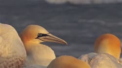 Northern, Gannet, Morus, bassanus, Helgoland, group, groups, breeding, colony, nest, cliff, shore, fjord, couple, sea, water, films, film, clip, clips, video, stock, istock, collection, buy, shop, deposit, bank, bird, birds, animal, animals