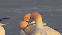 Northern, Gannet, Morus, bassanus, Helgoland, group, groups, breeding, colony, nest, cliff, shore, fjord, couple, cleaning, feathers, care, sea, water, films, film, clip, clips, video, stock, istock, collection, buy, shop, deposit, bank, bird, birds, animal, animals