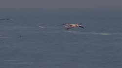 Northern, Gannet, Morus, bassanus, Helgoland, cliff, shore, fjord, sea, water, flight, fly, away, films, film, clip, clips, video, stock, istock, collection, buy, shop, deposit, bank, bird, birds, animal, animals
