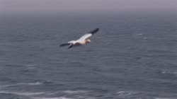 Northern, Gannet, Morus, bassanus, Helgoland, cliff, shore, fjord, sea, water, flight, fly, away, films, film, clip, clips, video, stock, istock, collection, buy, shop, deposit, bank, bird, birds, animal, animals
