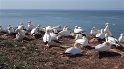 Northern, Gannet, Morus, bassanus, Helgoland, group, groups, breeding, colony, nest, cliff, shore, fjord, couple, sea, water, films, film, clip, clips, video, stock, istock, collection, buy, shop, deposit, bank, bird, birds, animal, animals