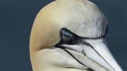 Northern, Gannet, Morus, bassanus, Helgoland, nest, cliff, shore, fjord, sea, water, films, film, clip, clips, video, stock, istock, collection, buy, shop, deposit, bank, bird, birds, animal, animals