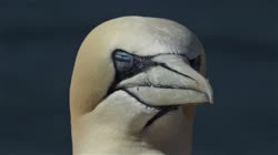 Northern, Gannet, Morus, bassanus, Helgoland, nest, cliff, shore, fjord, sea, water, films, film, clip, clips, video, stock, istock, collection, buy, shop, deposit, bank, bird, birds, animal, animals