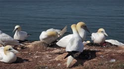 Northern, Gannet, Morus, bassanus, Helgoland, group, groups, breeding, colony, nest, courtship, display, cliff, shore, fjord, couple, copulation, copulate, films, film, clip, clips, video, stock, istock, collection, buy, shop, deposit, bank, bird, birds, animal, animals