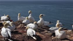 Northern, Gannet, Morus, bassanus, Helgoland, group, groups, breeding, colony, nest, cliff, shore, fjord, sea, water, fight, films, film, clip, clips, video, stock, istock, collection, buy, shop, deposit, bank, bird, birds, animal, animals