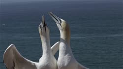 Northern, Gannet, Morus, bassanus, Helgoland, group, groups, breeding, colony, nest, courtship, display, cliff, shore, fjord, couple, films, film, clip, clips, video, stock, istock, collection, buy, shop, deposit, bank, bird, birds, animal, animals
