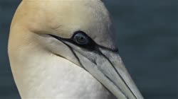 Northern, Gannet, Morus, bassanus, Helgoland, nest, cliff, shore, fjord, sea, water, films, film, clip, clips, video, stock, istock, collection, buy, shop, deposit, bank, bird, birds, animal, animals