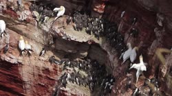 Helgoland, group, groups, breeding, colony, nest, courtship, display, cliff, shore, fjord, Uria, aalge, Common, Murre, Morus, bassanus, Northern, Gannet, films, film, clip, clips, video, stock, istock, collection, buy, shop, deposit, bank, bird, birds, animal, animals