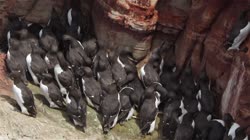 Common, Murre, Uria, aalge, Helgoland, group, groups, breeding, colony, nest, courtship, display, cliff, shore, fjord, films, film, clip, clips, video, stock, istock, collection, buy, shop, deposit, bank, bird, birds, animal, animals