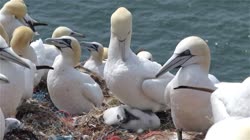 Northern, Gannet, Morus, bassanus, Helgoland, group, groups, breeding, colony, cliff, shore, fjord, fly, young, chick, fledge, fledging, nest, films, film, clip, clips, video, stock, istock, collection, buy, shop, deposit, bank, bird, birds, animal, animals