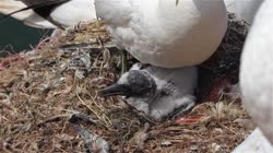 Northern, Gannet, Morus, bassanus, Helgoland, group, groups, breeding, colony, cliff, shore, fjord, fly, young, chick, fledge, fledging, nest, films, film, clip, clips, video, stock, istock, collection, buy, shop, deposit, bank, bird, birds, animal, animals
