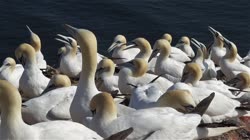 Northern, Gannet, Morus, bassanus, Helgoland, group, groups, breeding, colony, nest, courtship, display, cliff, shore, fjord, films, film, clip, clips, video, stock, istock, collection, buy, shop, deposit, bank, bird, birds, animal, animals