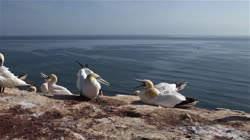 Northern, Gannet, Morus, bassanus, Helgoland, group, groups, breeding, colony, nest, courtship, display, cliff, shore, fjord, couple, fight, films, film, clip, clips, video, stock, istock, collection, buy, shop, deposit, bank, bird, birds, animal, animals