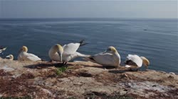 Northern, Gannet, Morus, bassanus, Helgoland, group, groups, breeding, colony, nest, courtship, display, cliff, shore, fjord, couple, fight, films, film, clip, clips, video, stock, istock, collection, buy, shop, deposit, bank, bird, birds, animal, animals