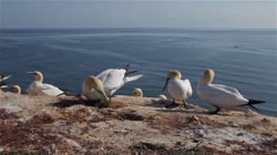 Northern, Gannet, Morus, bassanus, Helgoland, group, groups, breeding, colony, nest, courtship, display, cliff, shore, fjord, couple, fight, films, film, clip, clips, video, stock, istock, collection, buy, shop, deposit, bank, bird, birds, animal, animals