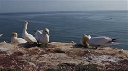 Northern, Gannet, Morus, bassanus, Helgoland, group, groups, breeding, colony, nest, courtship, display, cliff, shore, fjord, couple, fight, films, film, clip, clips, video, stock, istock, collection, buy, shop, deposit, bank, bird, birds, animal, animals