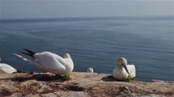 Northern, Gannet, Morus, bassanus, Helgoland, group, groups, breeding, colony, nest, courtship, display, cliff, shore, fjord, couple, fight, films, film, clip, clips, video, stock, istock, collection, buy, shop, deposit, bank, bird, birds, animal, animals
