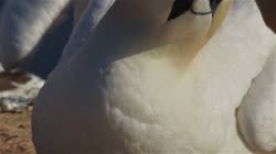 Northern, Gannet, Morus, bassanus, Helgoland, group, groups, breeding, colony, nest, courtship, display, cliff, shore, fjord, couple, fight, films, film, clip, clips, video, stock, istock, collection, buy, shop, deposit, bank, bird, birds, animal, animals