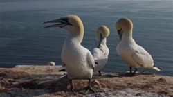 Northern, Gannet, Morus, bassanus, Helgoland, group, groups, breeding, colony, cliff, shore, fjord, cleaning, feathers, care, sea, water, films, film, clip, clips, video, stock, istock, collection, buy, shop, deposit, bank, bird, birds, animal, animals
