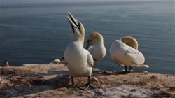 Northern, Gannet, Morus, bassanus, Helgoland, group, groups, breeding, colony, cliff, shore, fjord, cleaning, feathers, care, sea, water, films, film, clip, clips, video, stock, istock, collection, buy, shop, deposit, bank, bird, birds, animal, animals