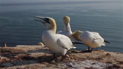 Northern, Gannet, Morus, bassanus, Helgoland, group, groups, breeding, colony, cliff, shore, fjord, cleaning, feathers, care, sea, water, films, film, clip, clips, video, stock, istock, collection, buy, shop, deposit, bank, bird, birds, animal, animals