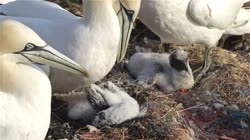 Northern, Gannet, Morus, bassanus, Helgoland, group, groups, breeding, colony, cliff, shore, fjord, fly, young, chick, fledge, fledging, nest, films, film, clip, clips, video, stock, istock, collection, buy, shop, deposit, bank, bird, birds, animal, animals