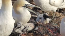 Northern, Gannet, Morus, bassanus, Helgoland, group, groups, breeding, colony, cliff, shore, fjord, fly, young, chick, fledge, fledging, nest, films, film, clip, clips, video, stock, istock, collection, buy, shop, deposit, bank, bird, birds, animal, animals